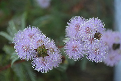 Mimosa jigsaw puzzle