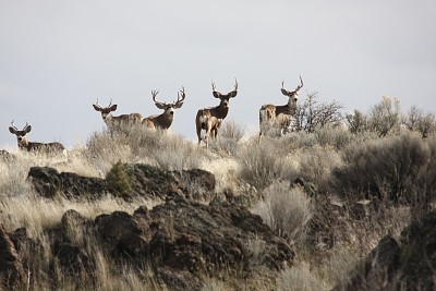 פאזל של Mule Deer