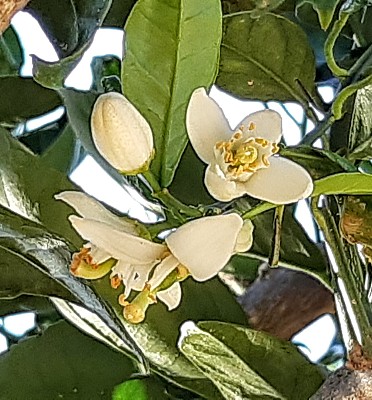 Fleurs d 'oranger