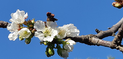 פאזל של Fleurs de cerisier