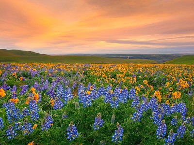 Grand Prismatic Hot Spring jigsaw puzzle