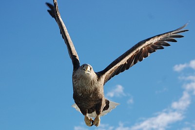 Sea Eagle Lofoten Norway