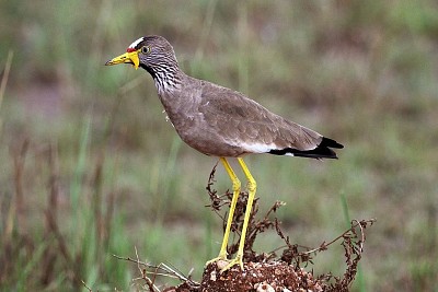 Vanellus senegallus jigsaw puzzle