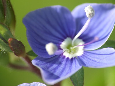 fleur bleue jigsaw puzzle