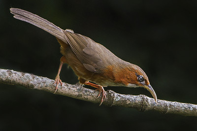 Pomatorhinus erythrogenys jigsaw puzzle