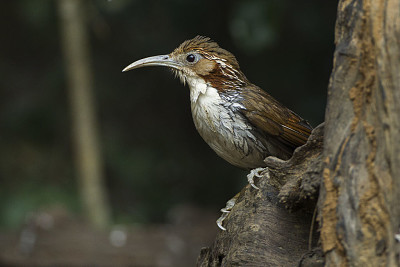 Pomatorhinus hypoleucos