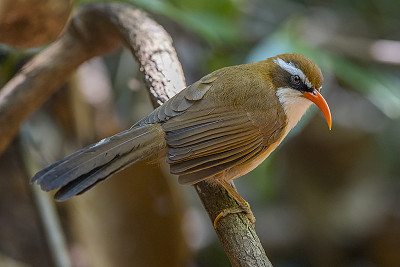 פאזל של Pomatorhinus ochraceiceps