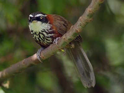 Pomatorhinus ruficollis