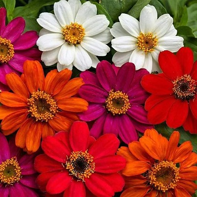 flores jigsaw puzzle