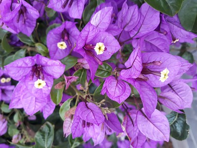 bougainvillier jigsaw puzzle