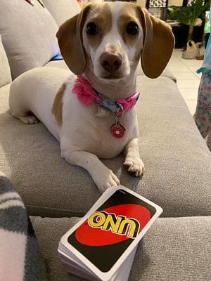 uno jigsaw puzzle