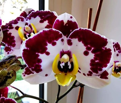 OrchidÃ©es