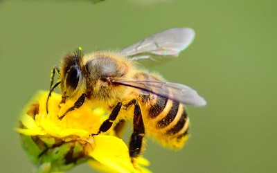 פאזל של bee