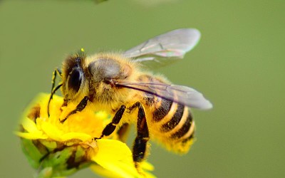 bee jigsaw puzzle