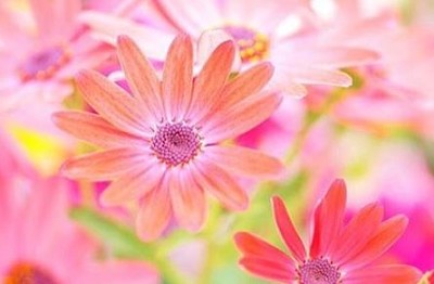 flower jigsaw puzzle