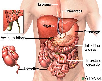 los organos