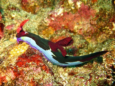 פאזל של Nembrotha chamberlaini