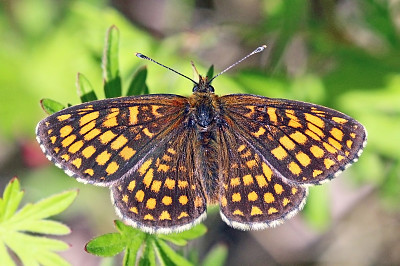 Heath fritillary jigsaw puzzle