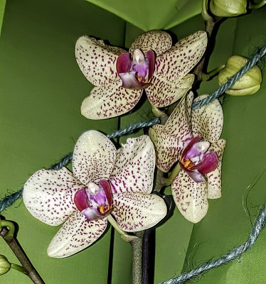 OrchidÃ©es S