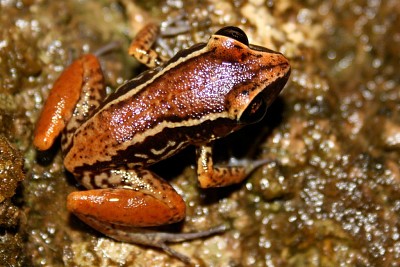 Bronze coqui