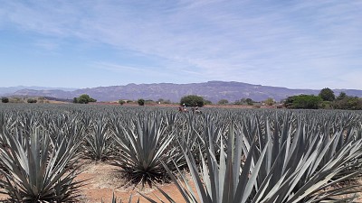 Tequila village landscape