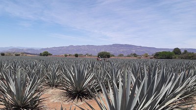 Tequila village landscape jigsaw puzzle