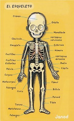 sistema oseo jigsaw puzzle