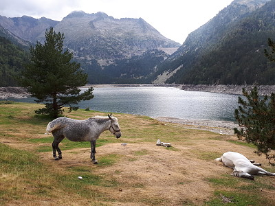 chevaux au lac