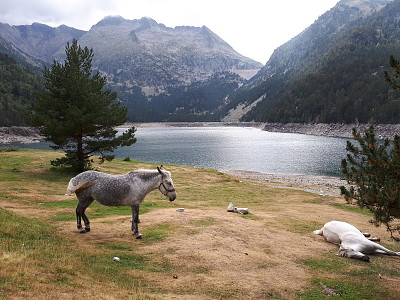 chevaux au lac jigsaw puzzle