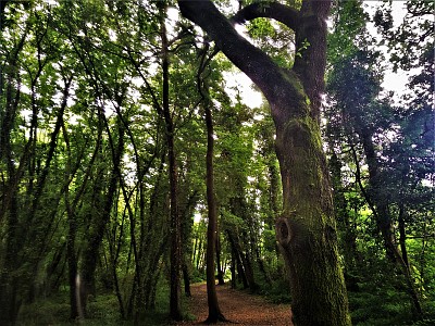 פאזל של bosque encantado-pontevedra