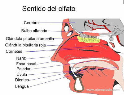 פאזל של sentido del olfano