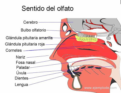 sentido del olfano