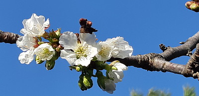 Fleurs de cerisier