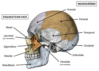 CrÃ¢nio jigsaw puzzle