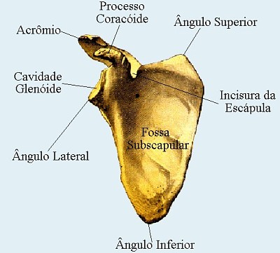 EscÃ¡pula