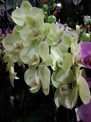 OrchidÃ©e