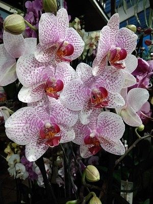 OrchidÃ©e  pigmentÃ©e