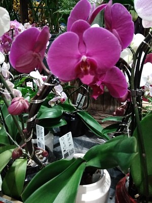 OrchidÃ©e a grande fleur