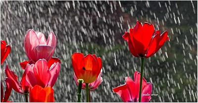 פאזל של tulipani bagnati