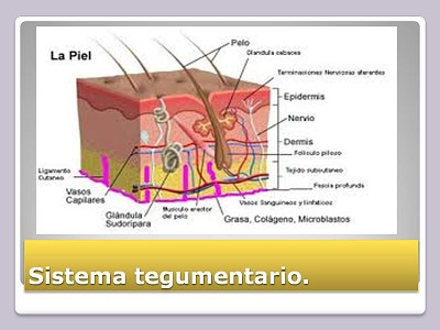 פאזל של Sistema tegumentario