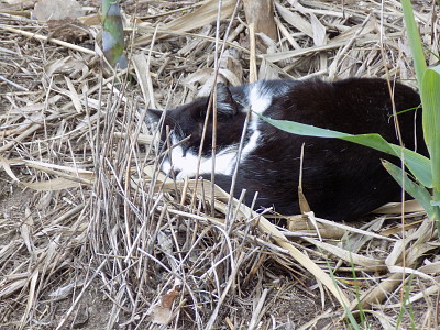 Onde estÃ¡ o gato