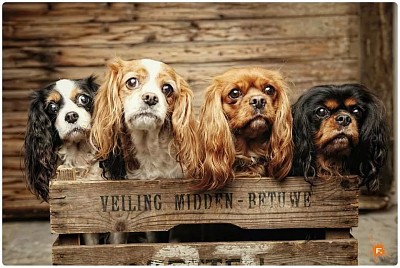 CAVALIER KING CHARLES jigsaw puzzle