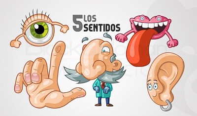 פאזל של sentidos del cuerpo humano