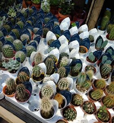 Petits cactus