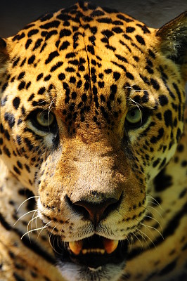 Jaguarete - Jaguar - Panthera onca