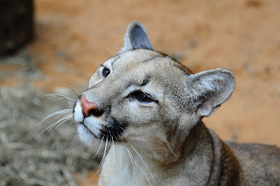 Puma - LeÃ³n Sudamericano