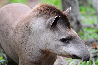 Tapir - Mborevi - Tapirus jigsaw puzzle