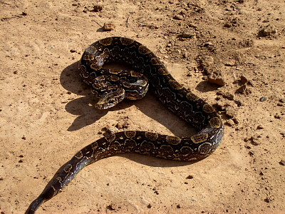 Boa Constrictor