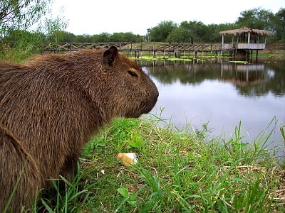 Carpincho - Capibara o ChigÃ¼iro