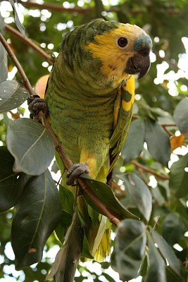 Loro Hablador - Amazona aestiva
